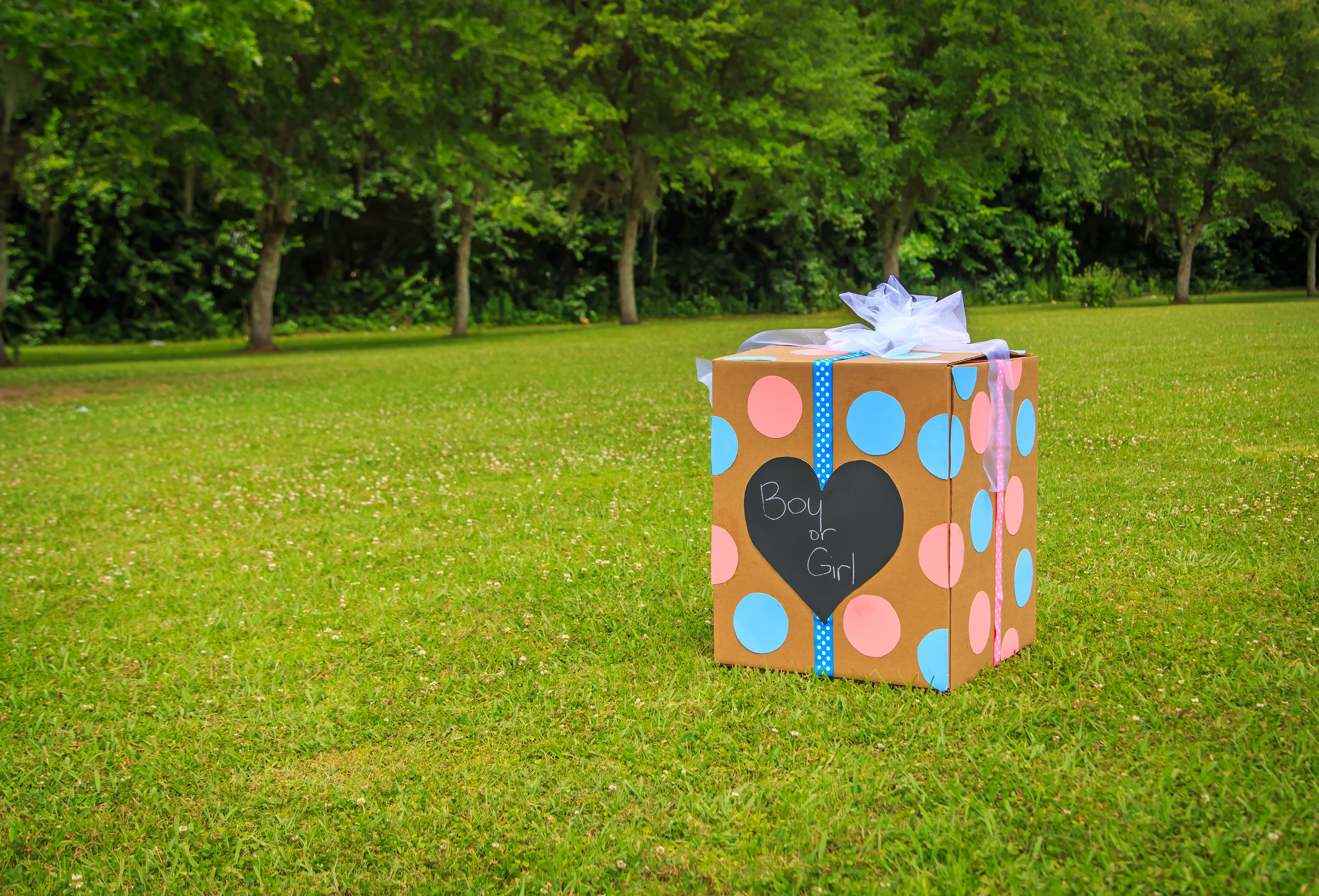 Boy or Girl Reveal in a Box Boy or Girl Reveal in a Box